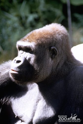 Gorilla, Western Lowland Side View Of Upper Body 