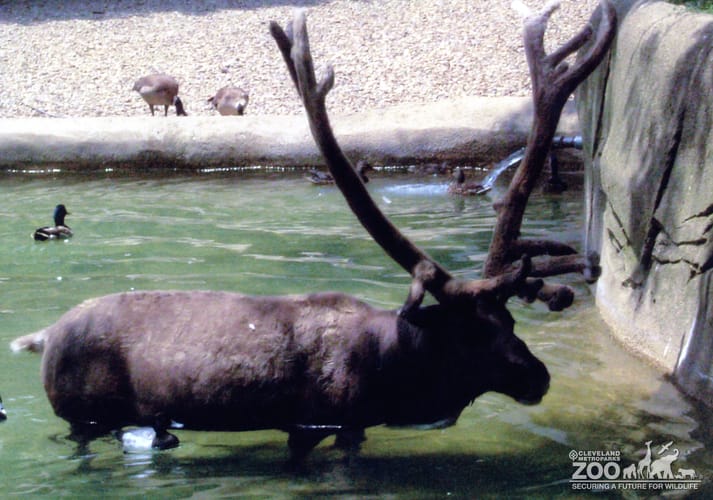 Reindeer Standing In Water In Profile
