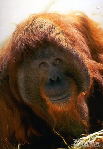 Orangutan Close-up