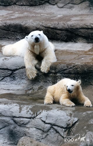 Two Polar Bears Laying On The Rocks
