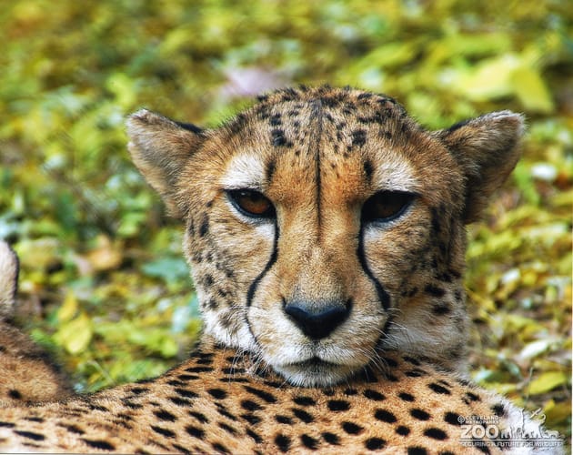 Cheetah Turns and Looks 2