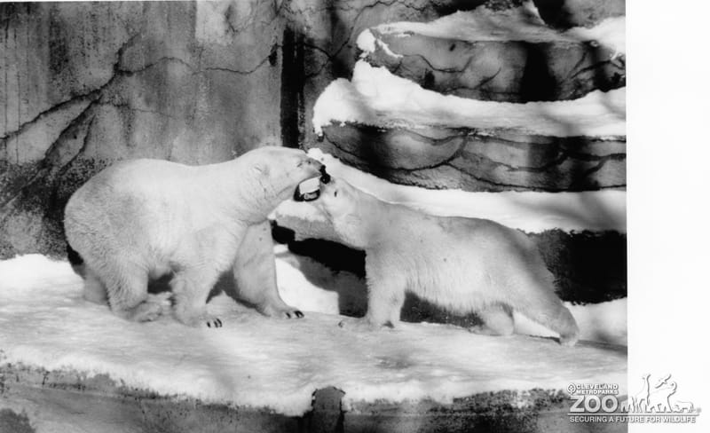 Polar Bears Play Fighting