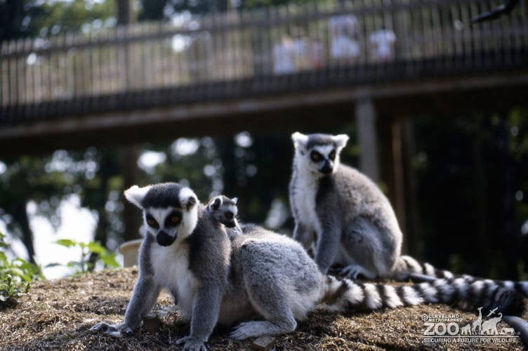 Ring-Tailed Lemurs Pair With Baby 2