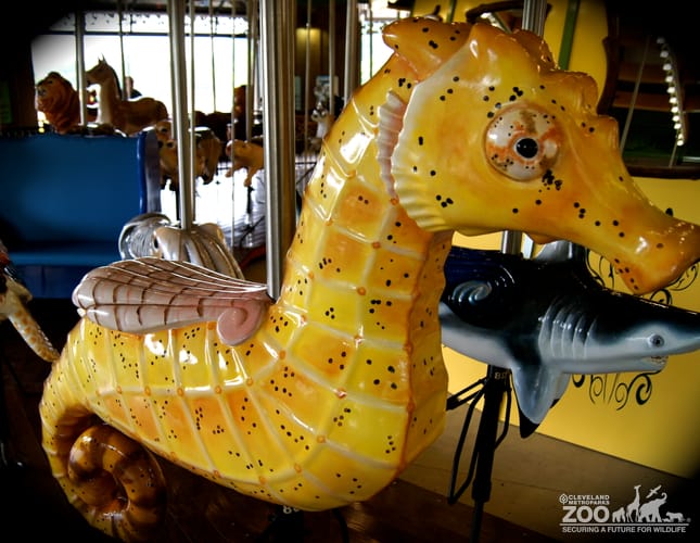 Spotted Sea Horse - Carousel