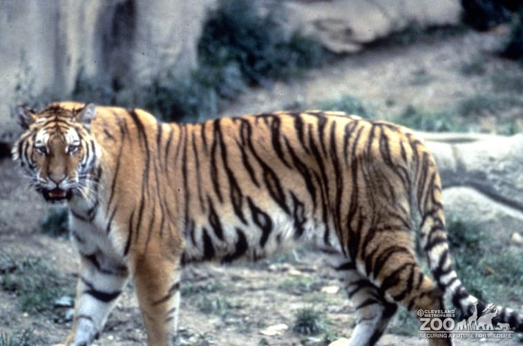Tiger, Siberian Walking