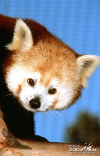 Red Panda Up Close Of Face 3