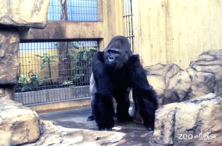 Gorilla, Western Lowland Standing On All Fours