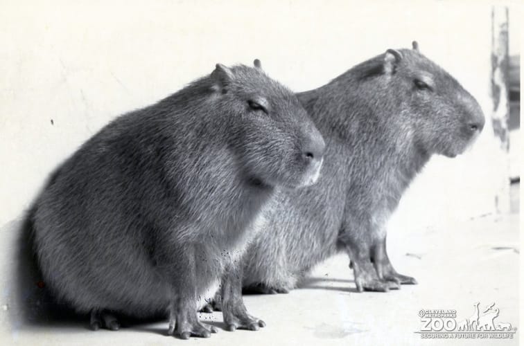 Two Capybaras