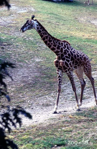 Giraffe, Masai Walking Toward Branch Of Tree