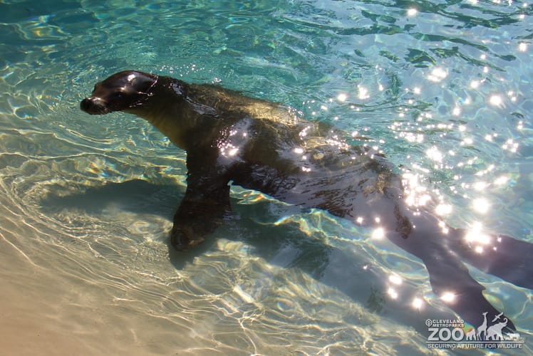 Seal in Water 2