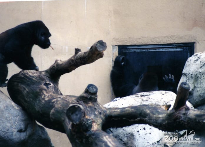 Gorilla, Western Lowland8