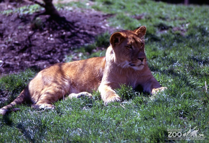 Lioness, African Laying In The Grass 2