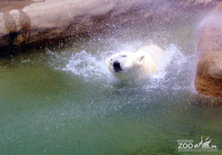 Polar Bear Swimming 2
