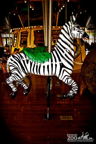 Plains Zebra - Carousel