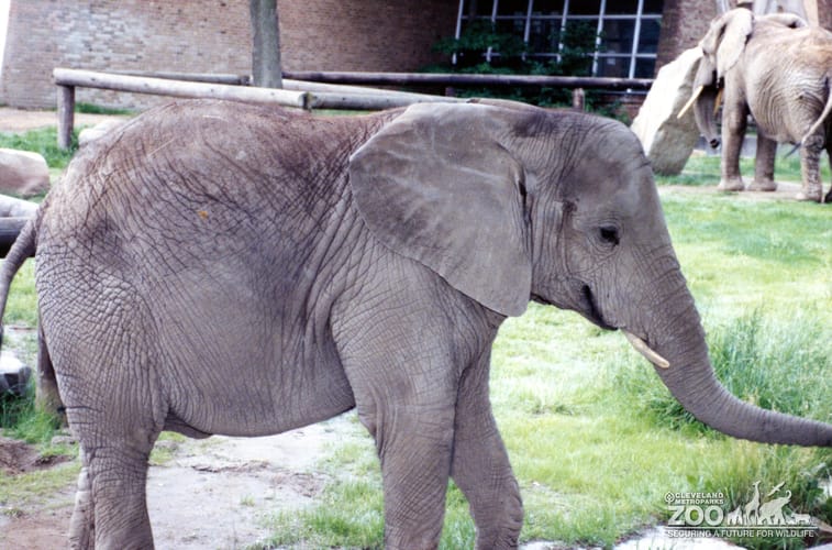 Elephants, African 4