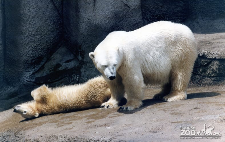 Polar Bears Posing