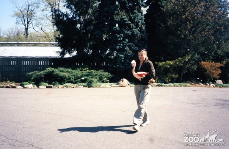 Chilean Flamingo Moving Day4