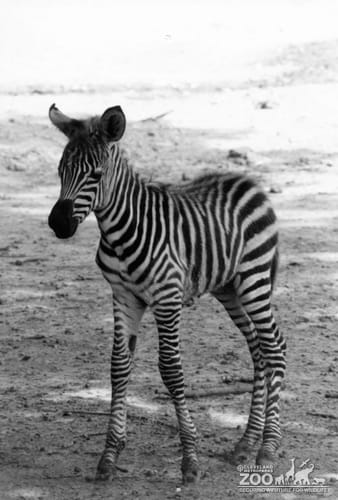 Zebra Black and White Baby 