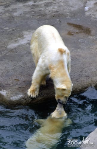 Polar Bear Playing In Water With Ball