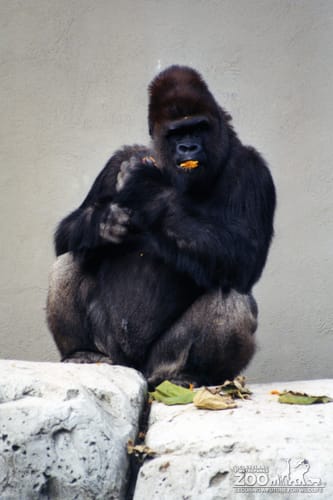 Gorilla, Western Lowland3
