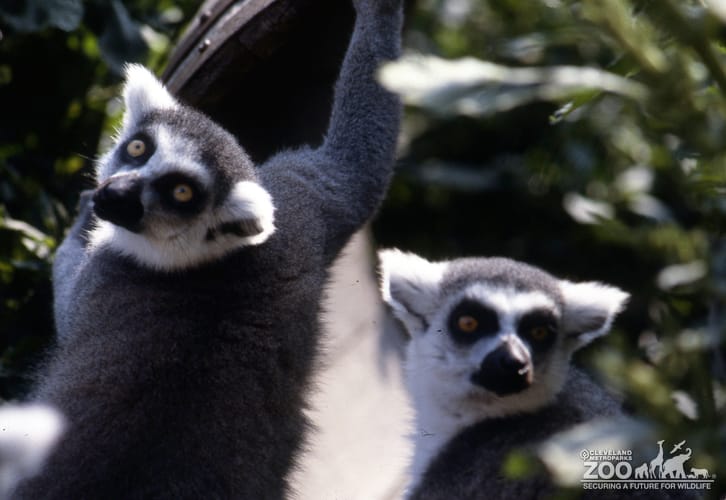 Ring-Tailed Lemurs Up Close