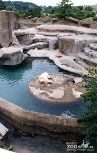 Two Polar Bears Enjoying A Nap