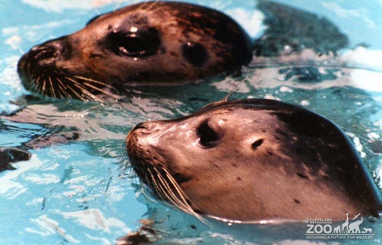 Harbor Seals Facing Left