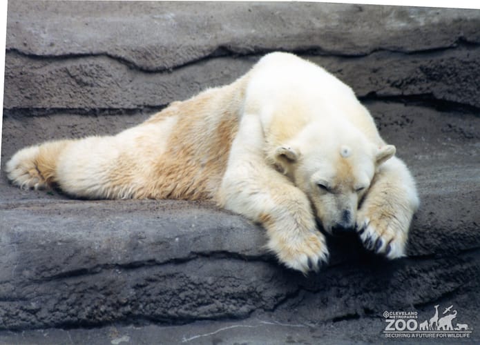 Polar Bear Resting On the Rock