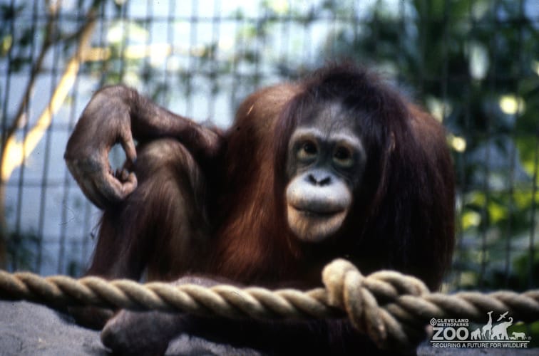 Orangutan Up Close