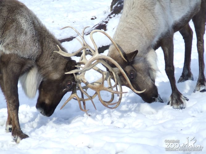 Reindeer Lock Antlers