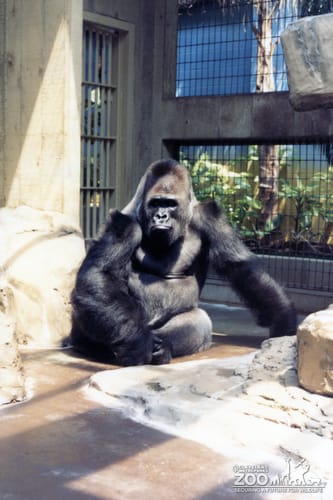 Gorilla, Western Lowland13