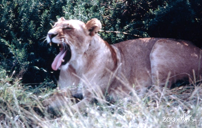 Lioness, African Yawning