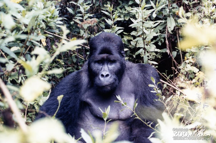 Gorilla, Western Lowland25