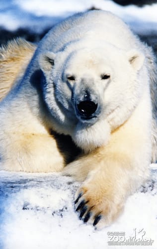 Polar Bear In Snow