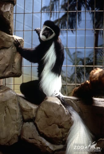 Colobus Monkey, Sitting On Rock