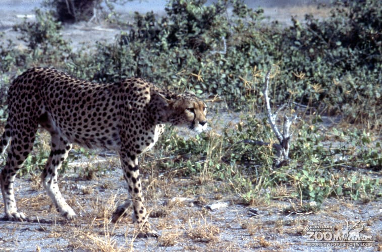 Cheetah Walking 3