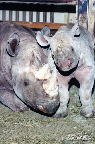 Black Rhinoceros Azzizi & Inga 2