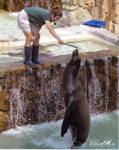 Sea Lion Jumps for Stick