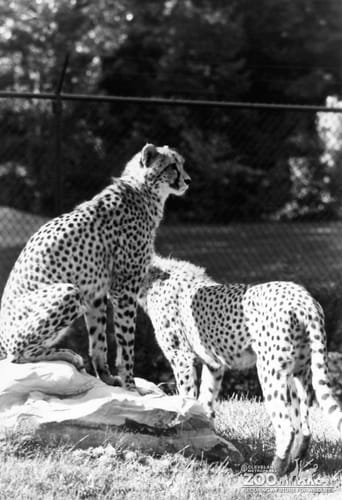 Two Cheetahs