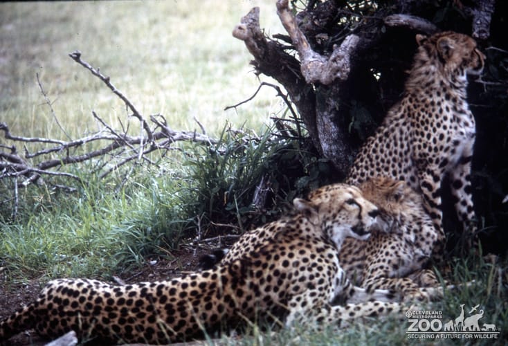 Cheetahs Observing Savanna