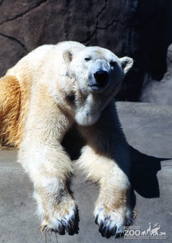 Polar Bear Laying On Rock With Paws Over Edge