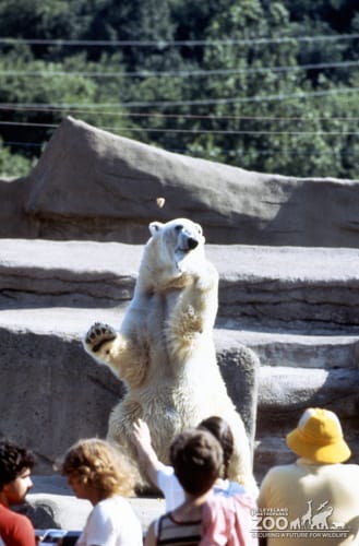 Polar Bear Sitting Up For Guests