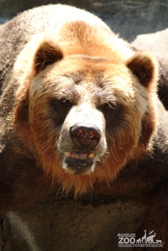 Grizzly Medium Close Up
