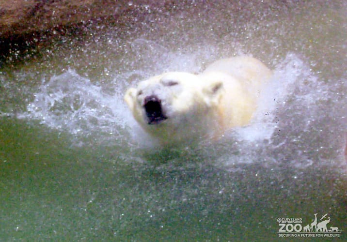 Polar Bear Swimming 3
