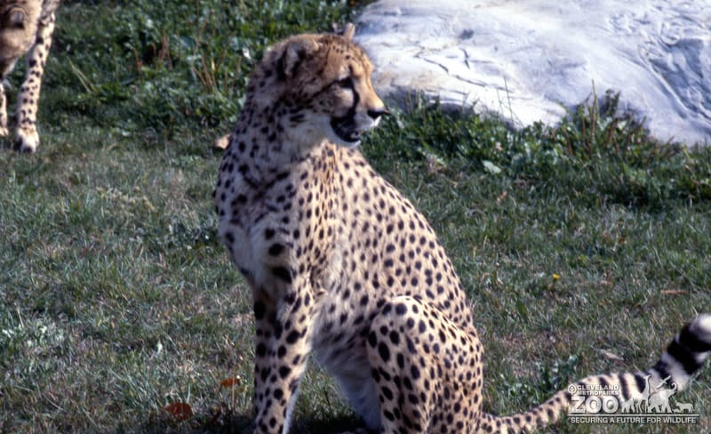Cheetah Side View 2
