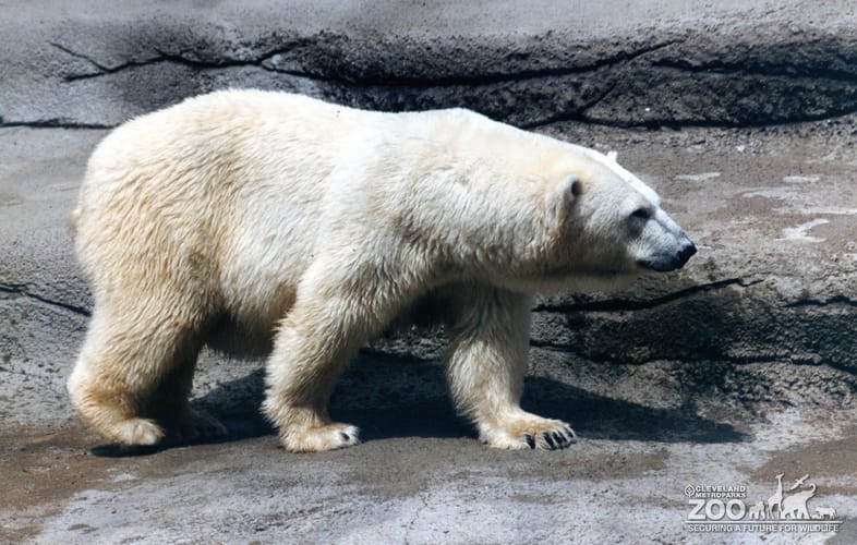 Polar Bear Walking On Ledge 2
