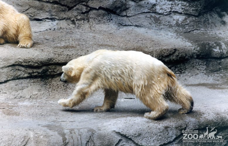 Polar Bear Walking Out Of Water