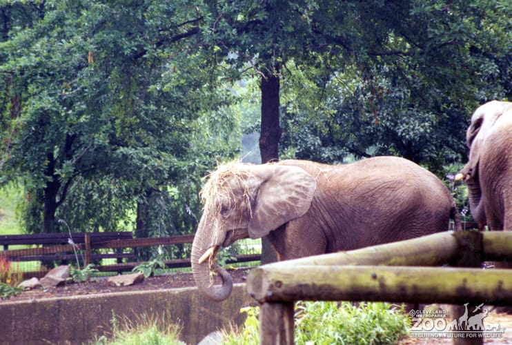 Elephants, African 3