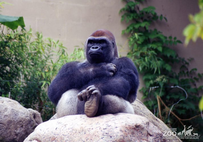 Gorilla, Western Lowland2