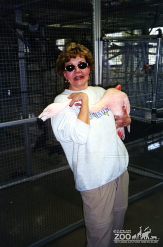 Chilean Flamingo Moving Day3